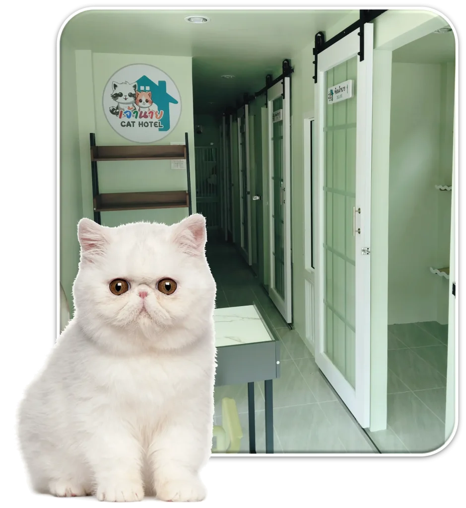 cat room