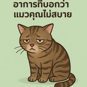 อาการที่บอกว่าแมวคุณไม่สบาย